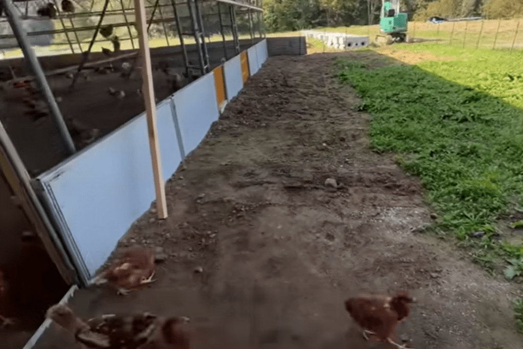 初めての運動場デビュー（@aozorayoukeiさんより提供）