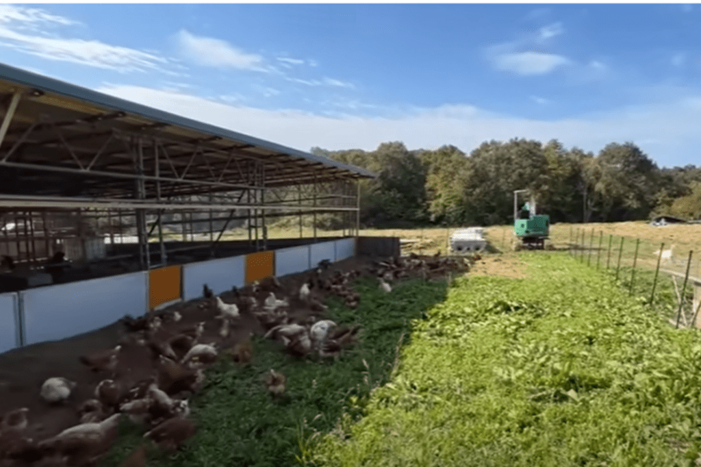 まずは鶏小屋の近くで様子見中（@aozorayoukeiさんより提供）