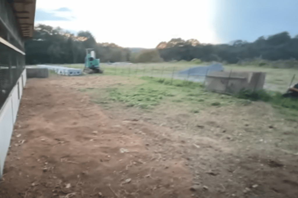 わずか数時間で雑草を食べつくしました！（@aozorayoukeiさんより提供）