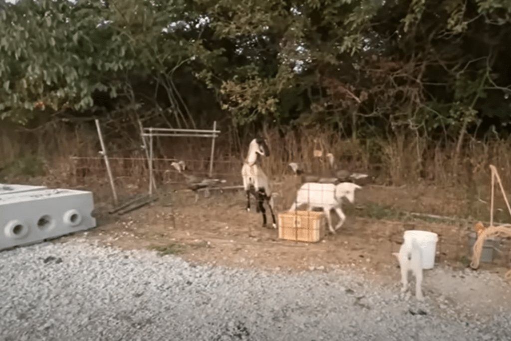 牧場では、ヤギや七面鳥も飼っています（@aozorayoukeiさんより提供）