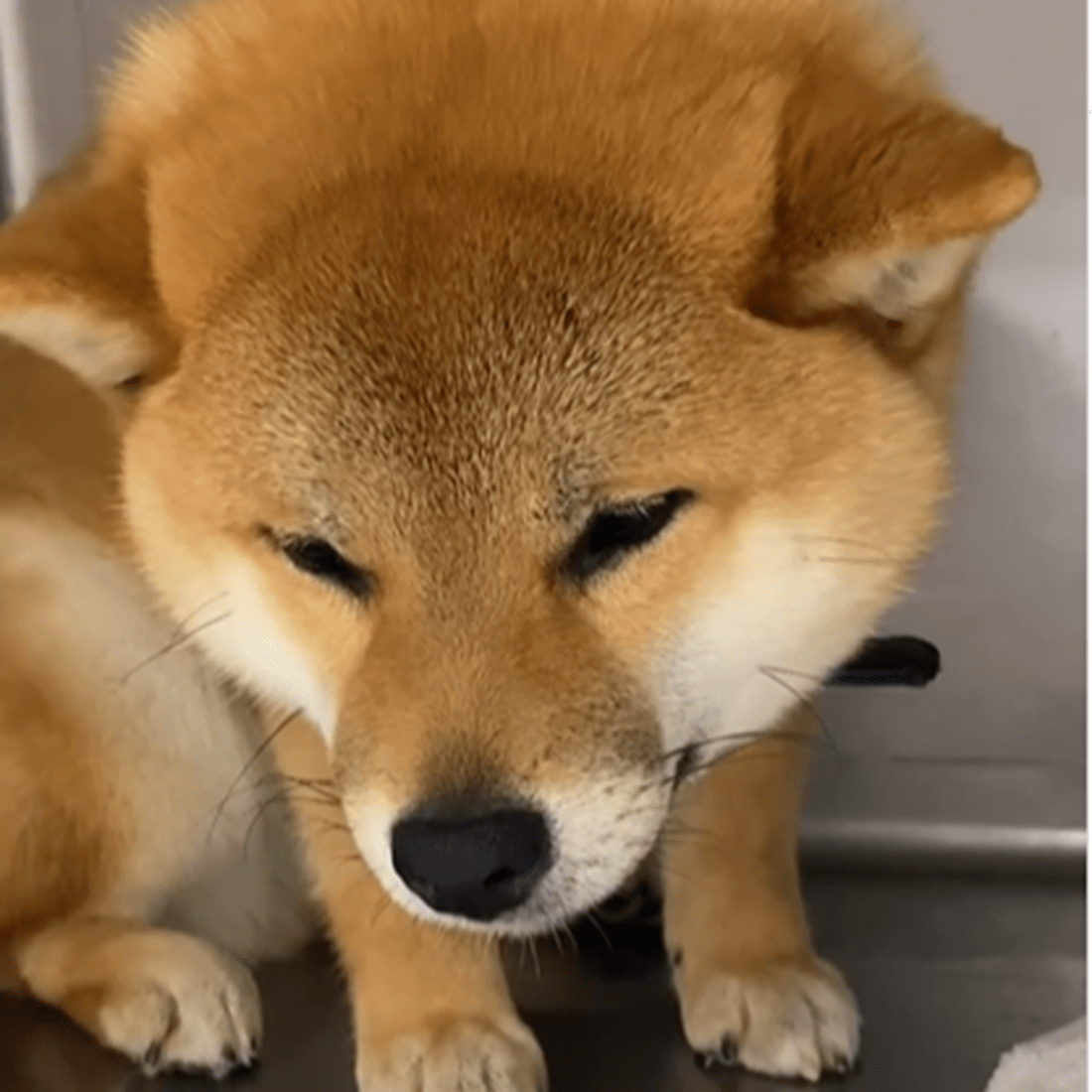 不安なそうな表情をしていた柴犬 1ヶ月後の姿に……「変化が凄い」「名前がぴったり」「胸がいっぱい」「こんな可愛い子が」 – ほ・とせなNEWS