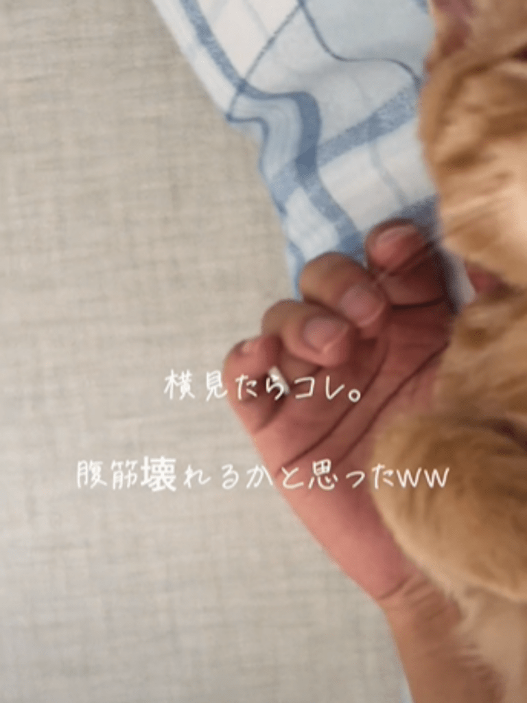 横で寝ているきなこくんをふと見ると…（@kinacomochi527さんより提供）