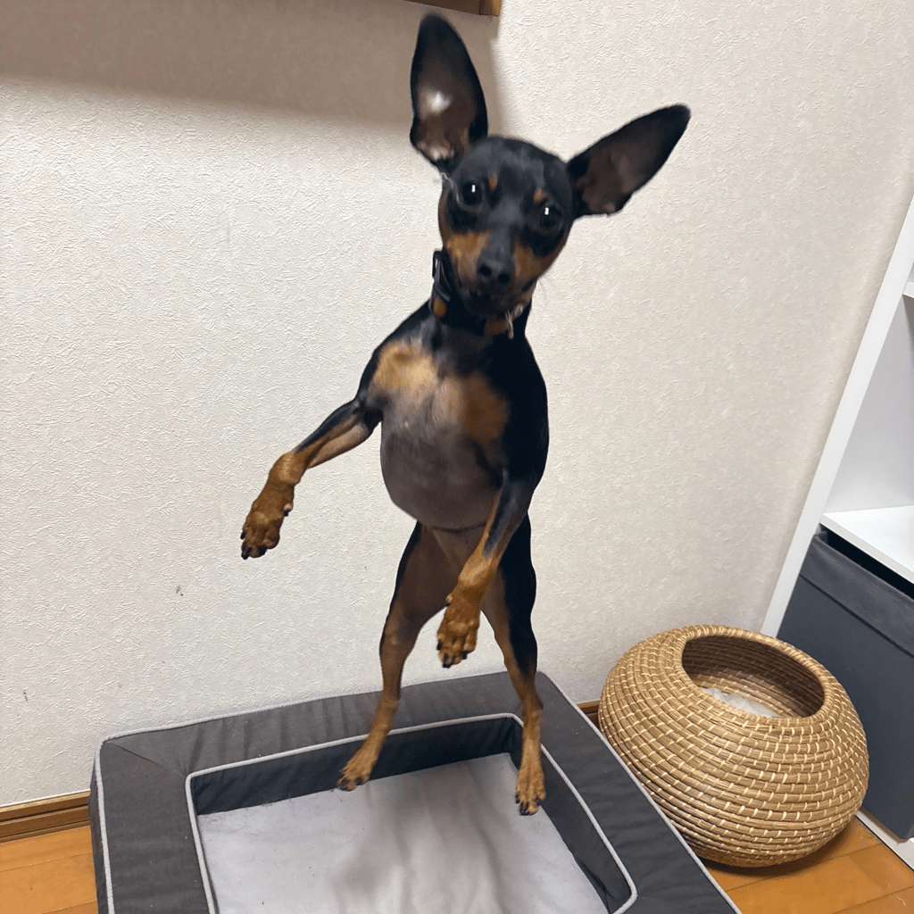 投稿とは別の時にジャンプアピールするせせりちゃん（@vallacoさんより提供）