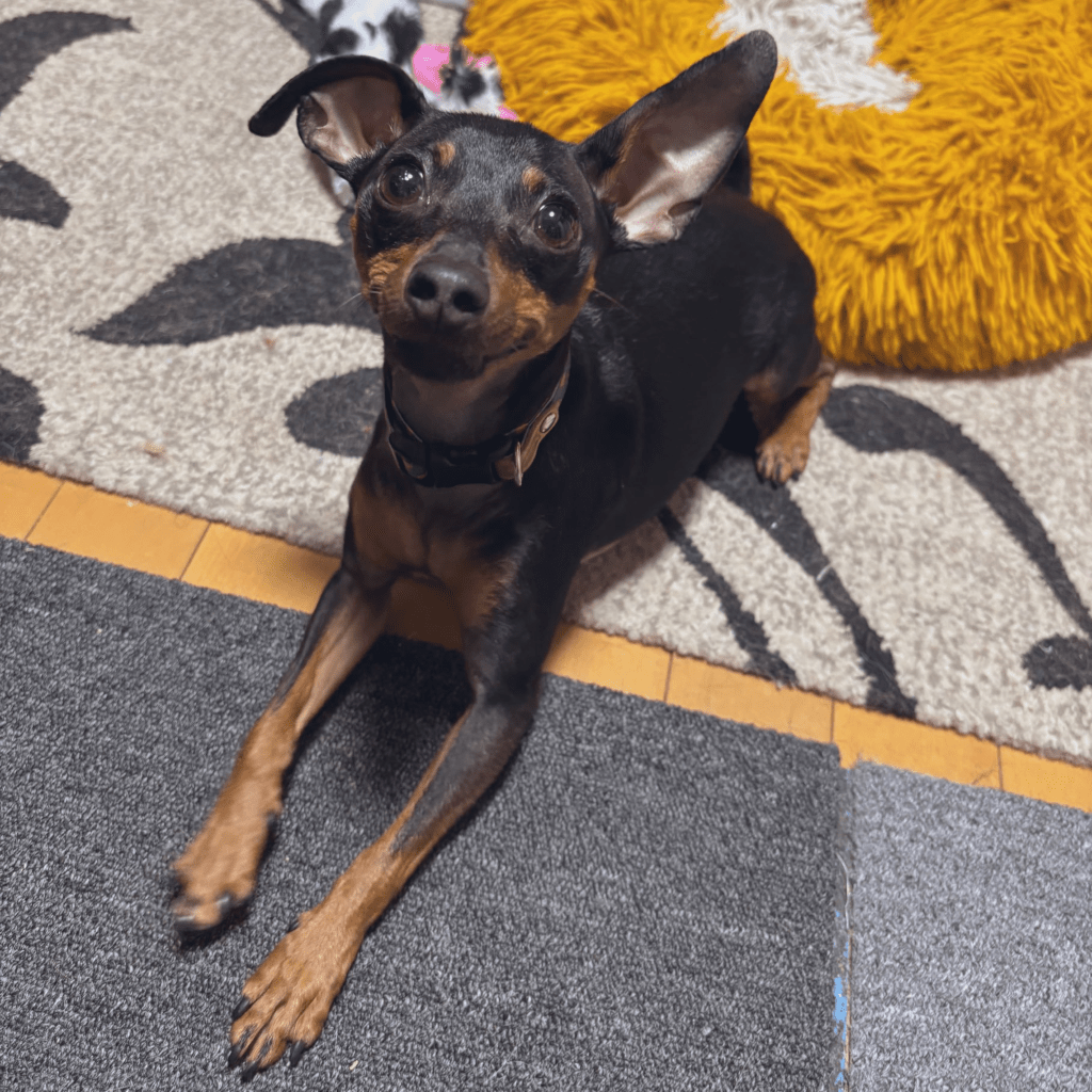 伏せをするせせりちゃん（@vallacoさんより提供）