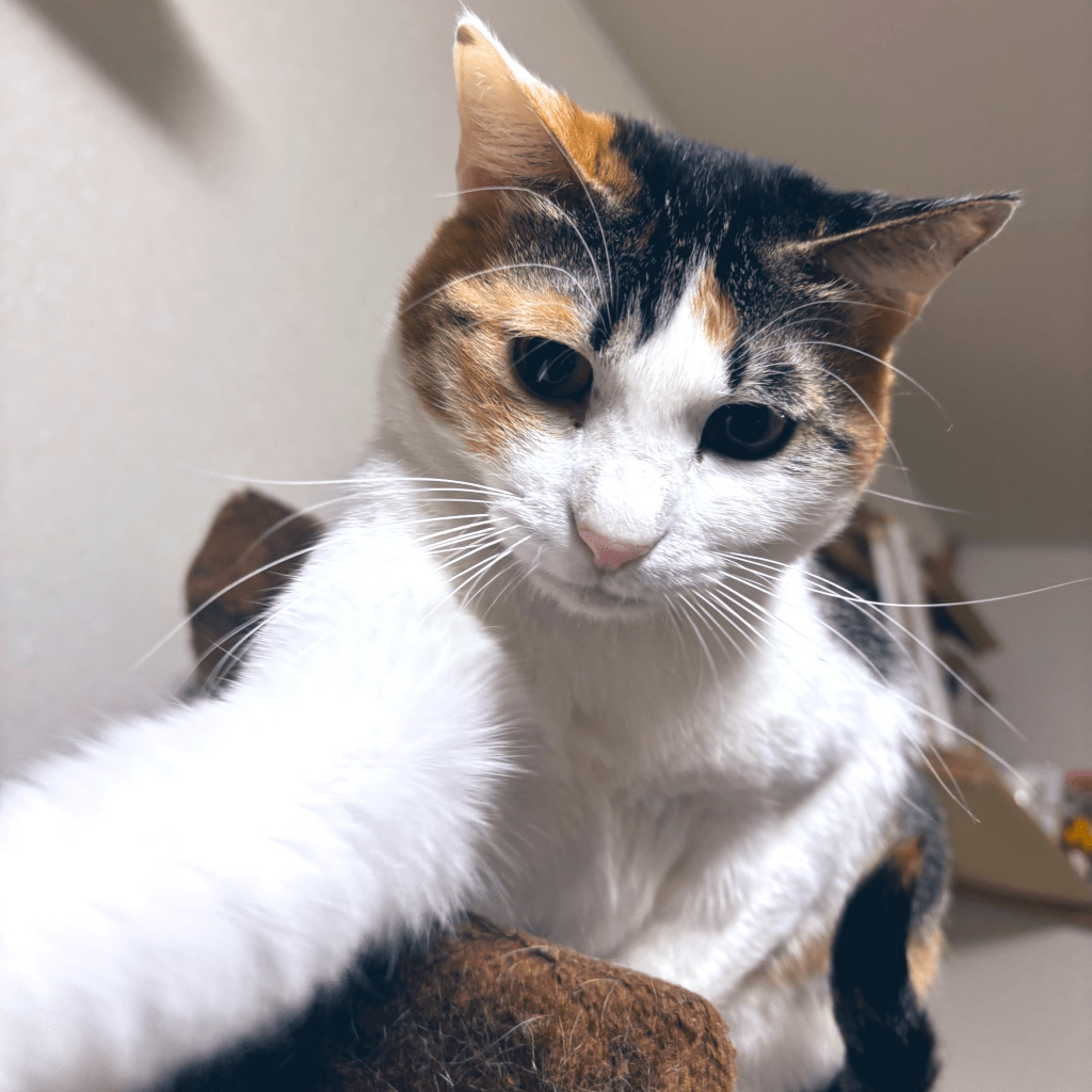 こちらに向かって手を伸ばすしじみちゃん（@vallacoさんより提供）