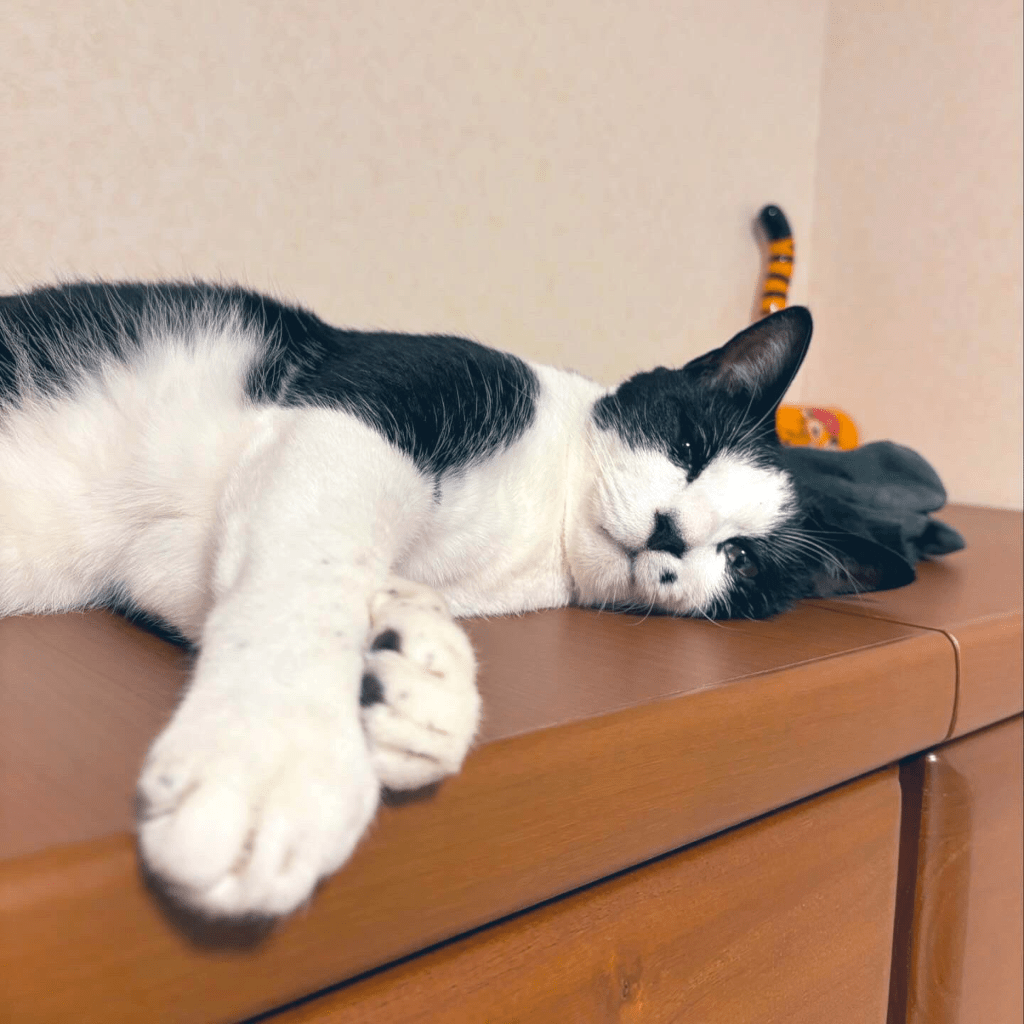 横になって寝そべるほたてくん（@vallacoさんより提供）