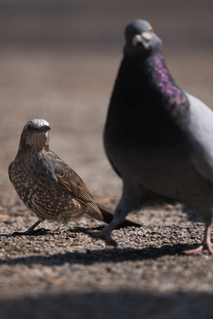 同じポーズをとる鳩とヒヨドリ（@Peyan_Photoさんより提供）