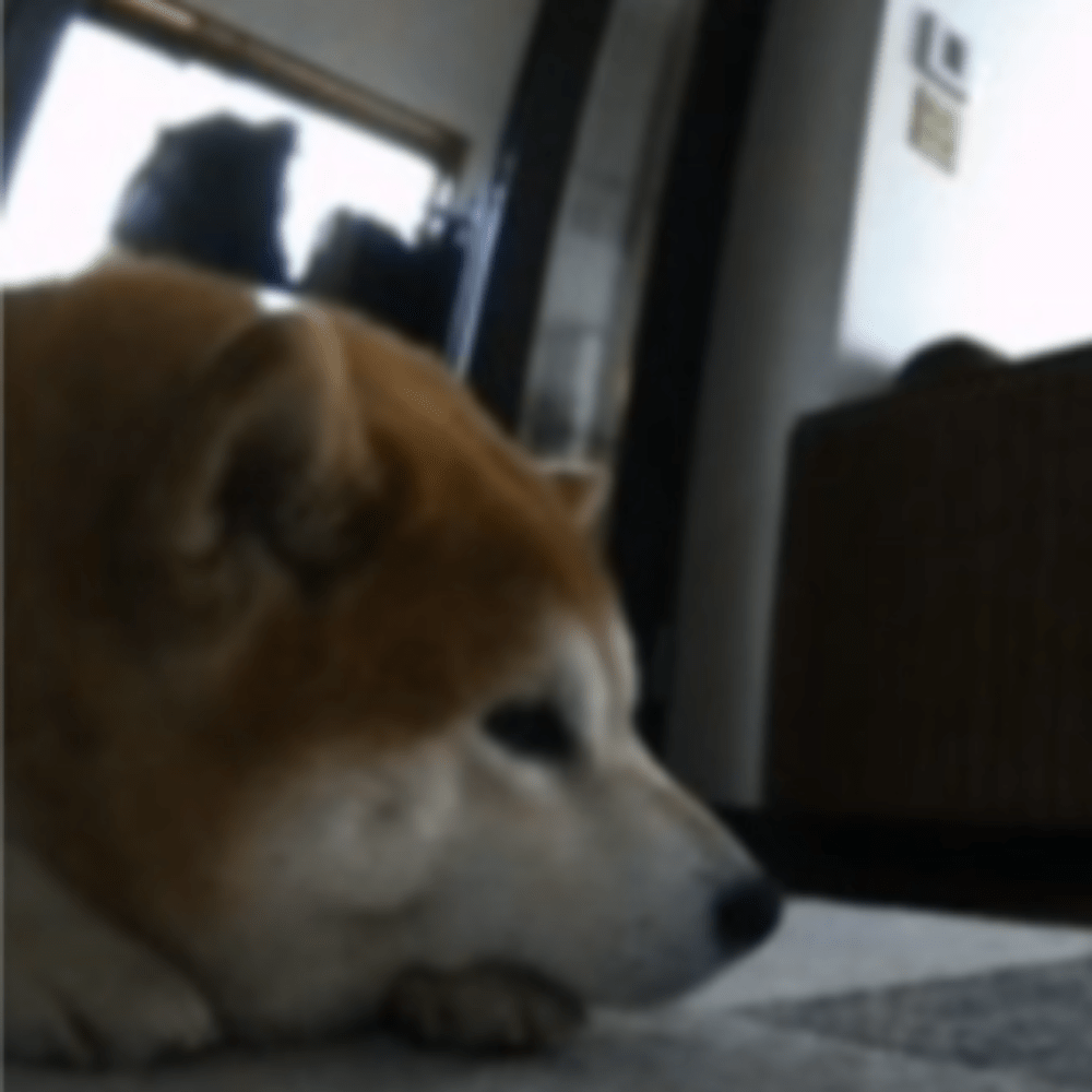 お掃除ロボットが障害物として検知したゆきちくん（@shibayukikomaさんより提供）