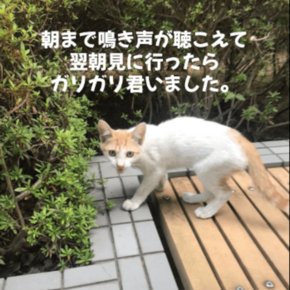 一晩中鳴いていて、保護された空くん（@user9815850549021さんより提供）