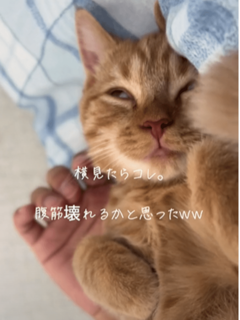 半分目を開けた状態で寝ていたきなこくん（@kinacomochi527さんより提供）