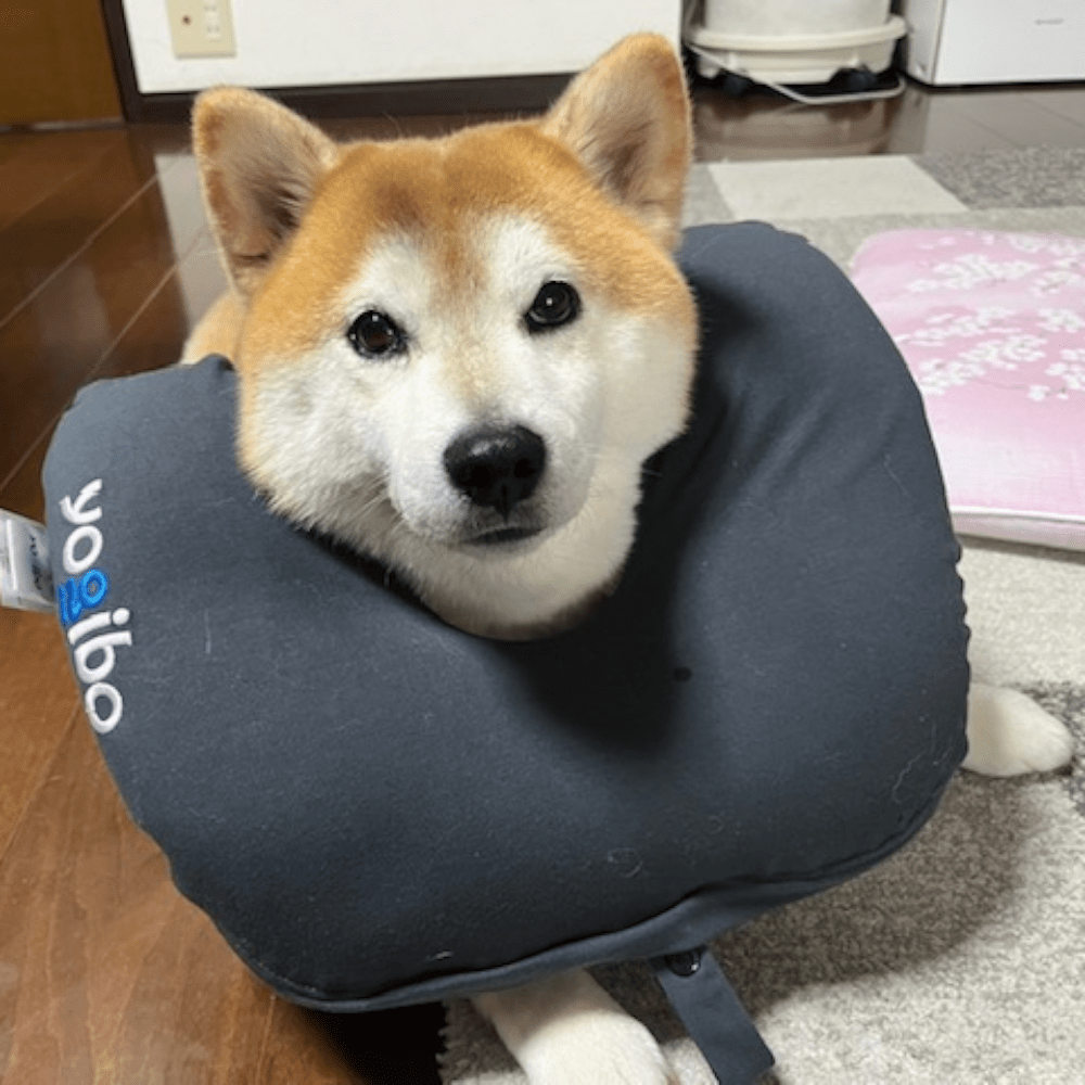 【実際の写真5枚】　投稿者さんが見たまさかの光景