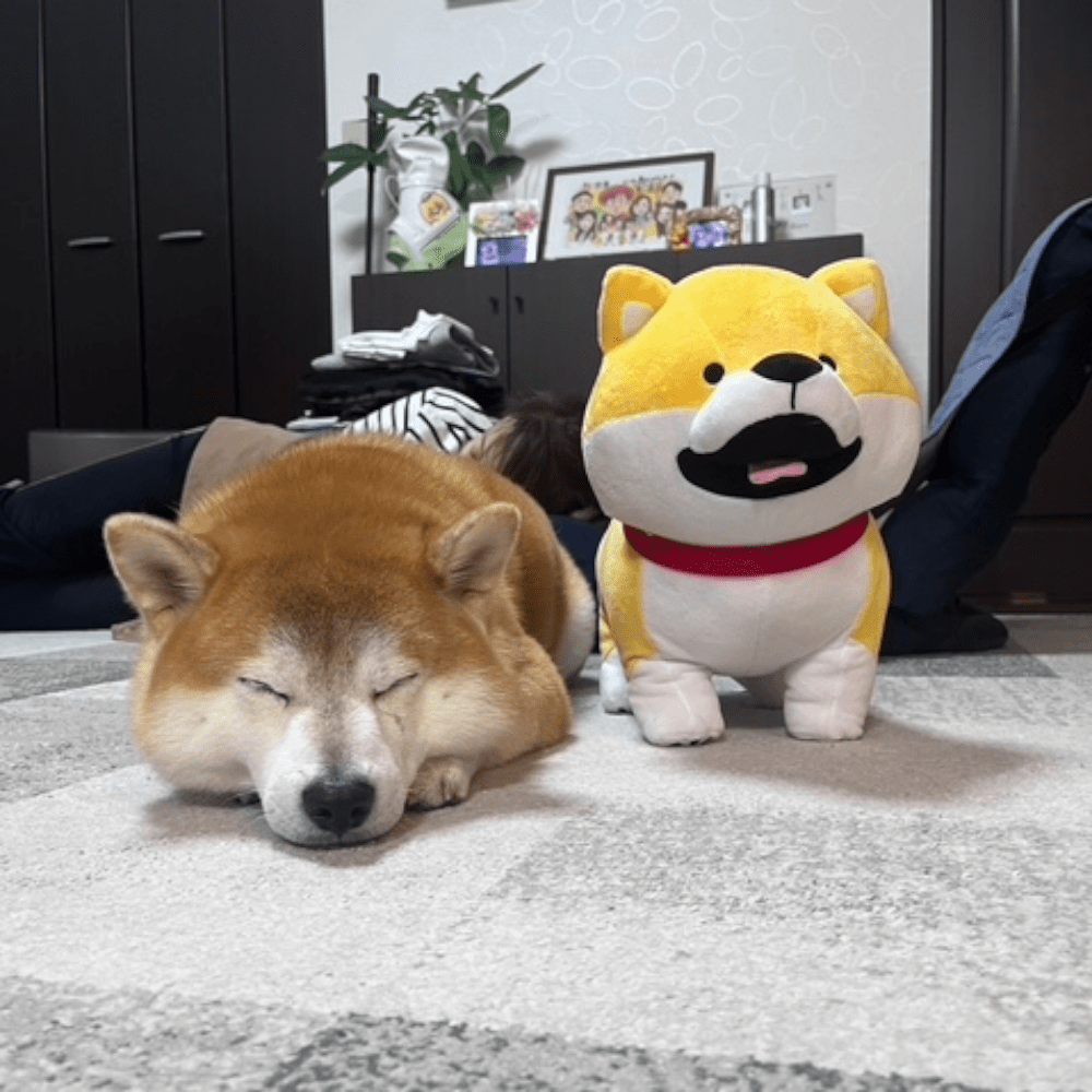 犬のぬいぐるみの横で寝そべるゆきちくん（@shibayukikomaさんより提供）