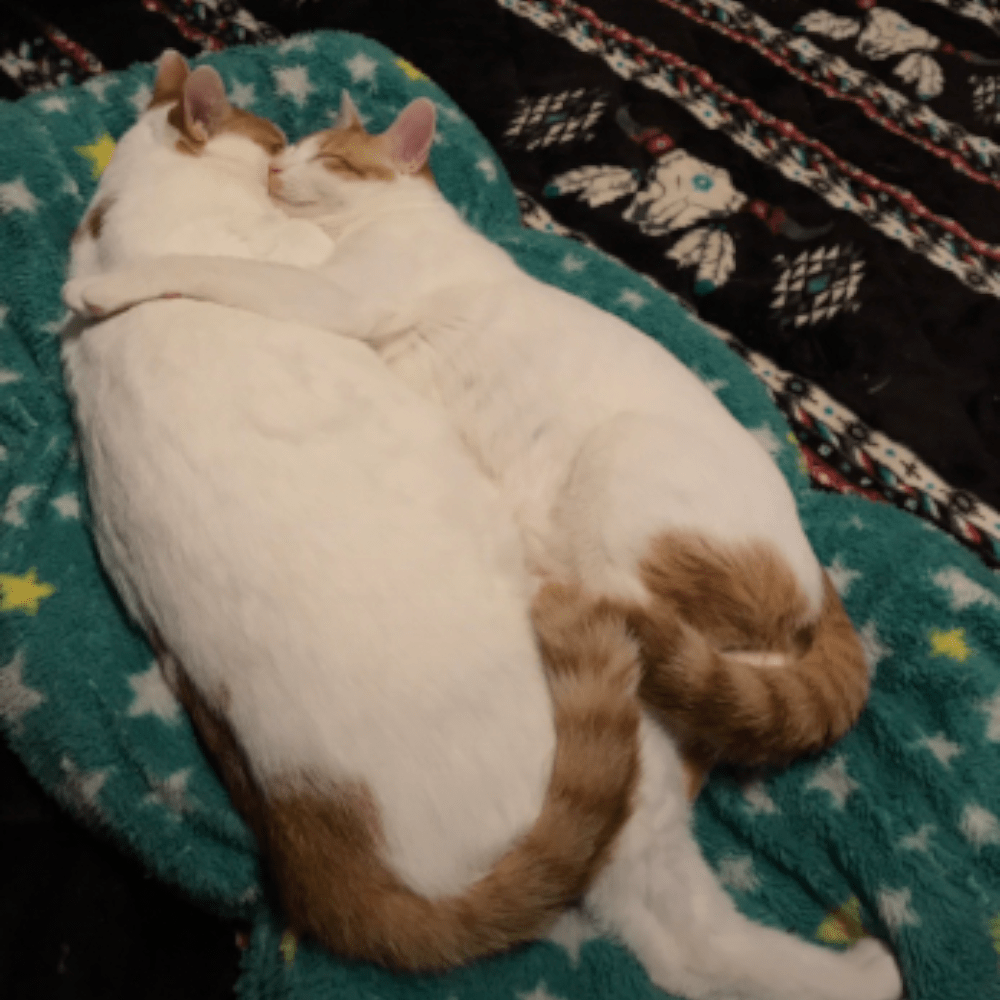 抱き合って寝る2匹（@user9815850549021さんより提供）