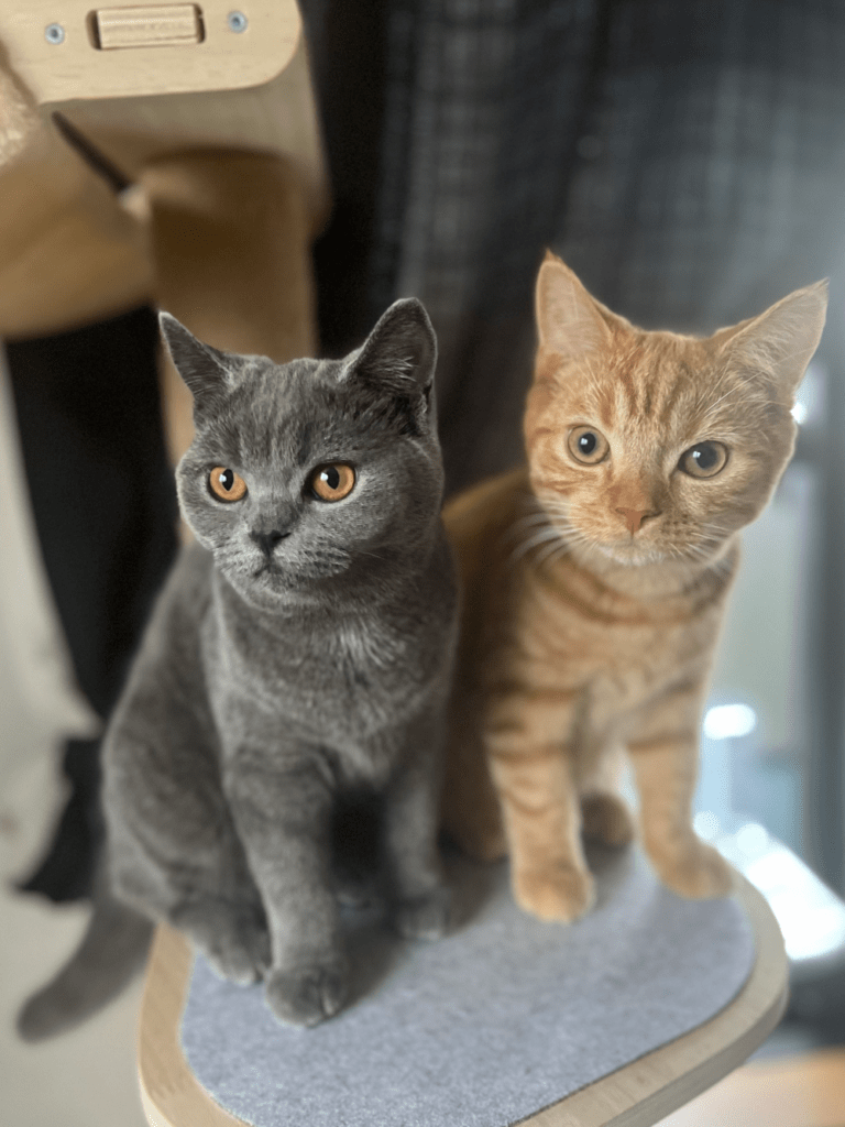 （左）あんこちゃんと並んで座る（右）きなこくん（@kinacomochi527さんより提供）