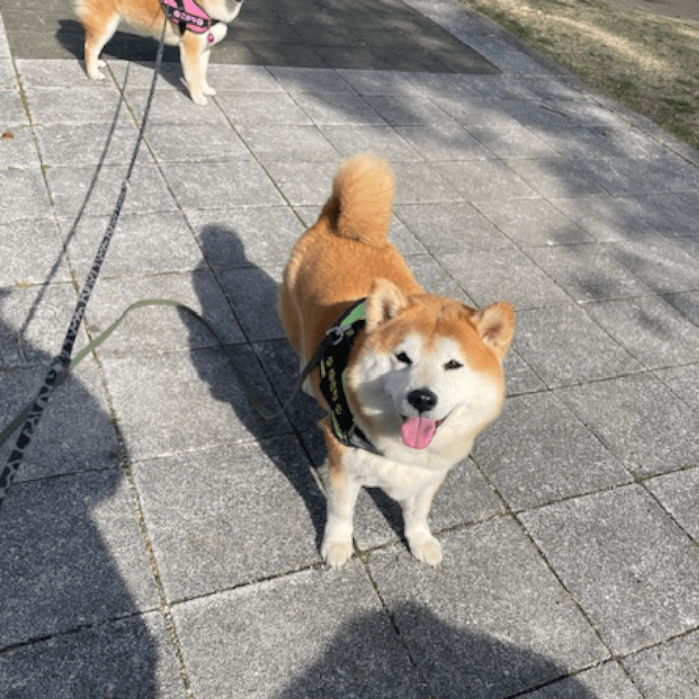 お散歩中のゆきちくん（@shibayukikomaさんより提供）