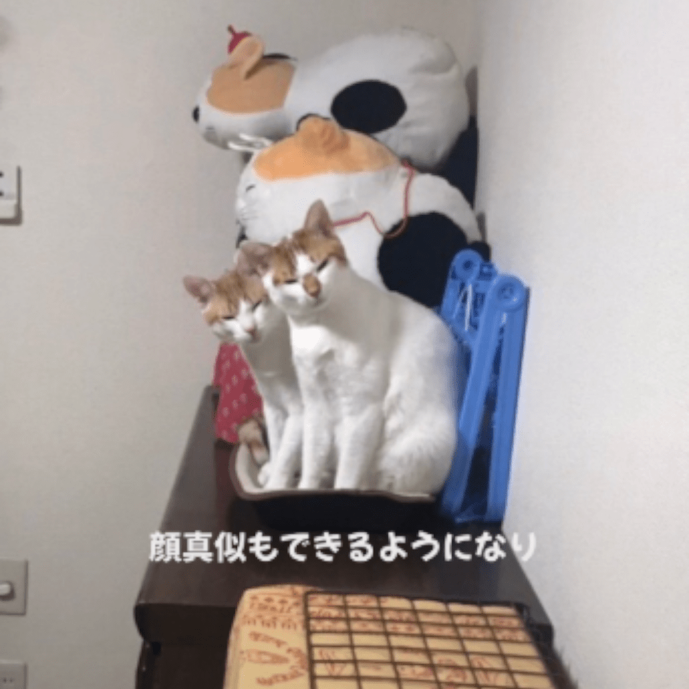 同じような姿勢で座り同じような表情をする2匹（@user9815850549021さんより提供）