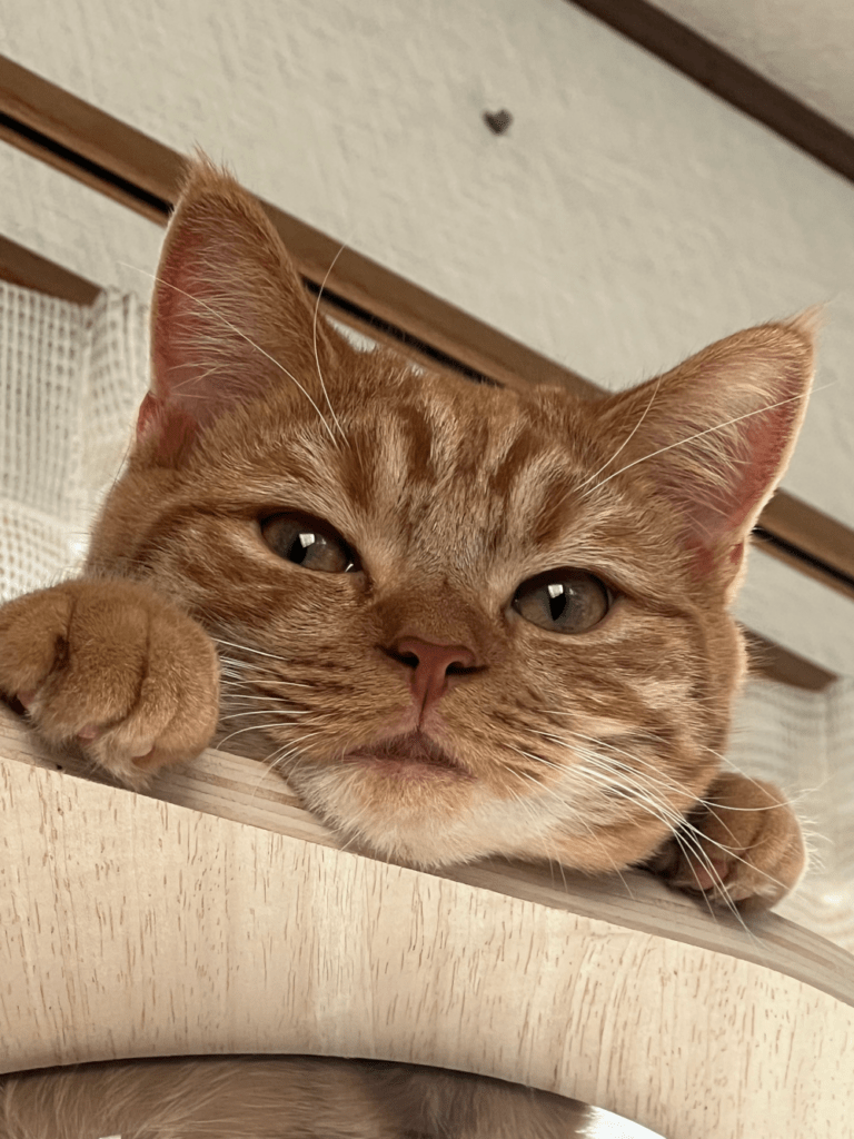 上のほうから見下ろしてくるきなこくん（@kinacomochi527さんより提供）