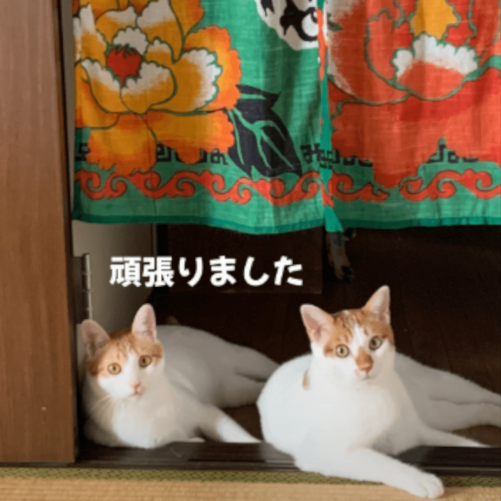 同じような寝方をし同じタイミングでこちらを見る2匹（@user9815850549021さんより提供）