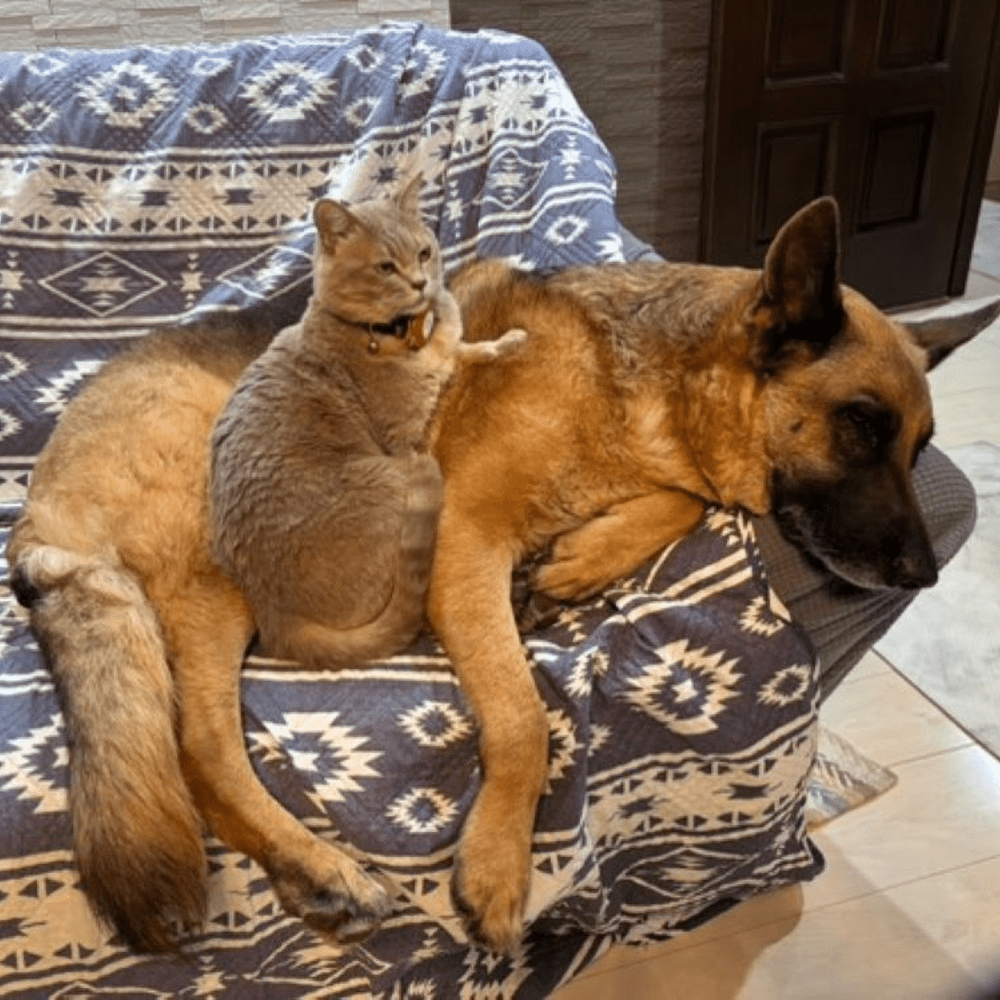 大型犬に寄りかかるマイキーくん（@kozinuyaさんより提供）