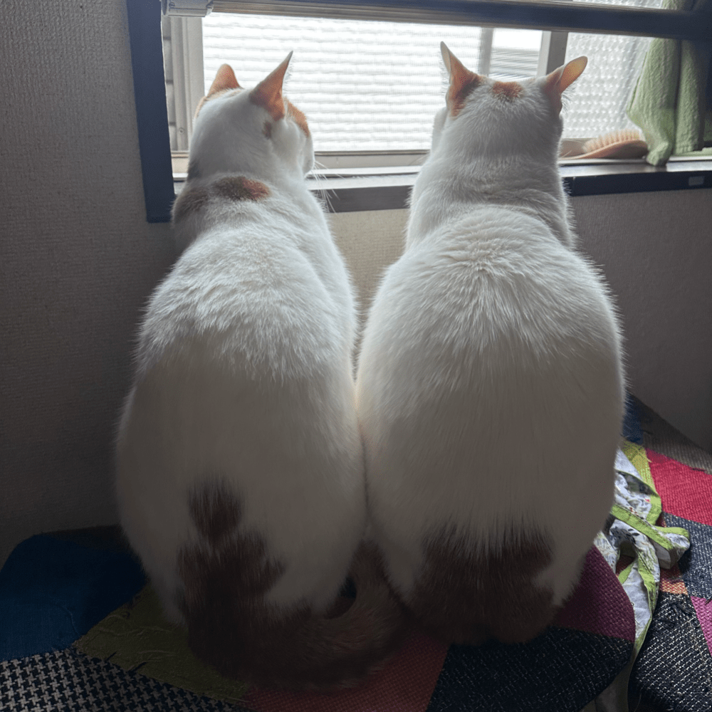 同じような姿勢で窓際に座る2匹（@user9815850549021さんより提供）