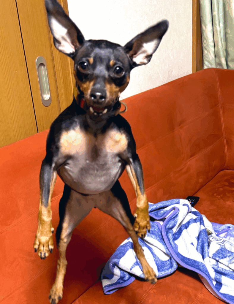 カメラ目線のせせりちゃん（@vallacoさんより提供）