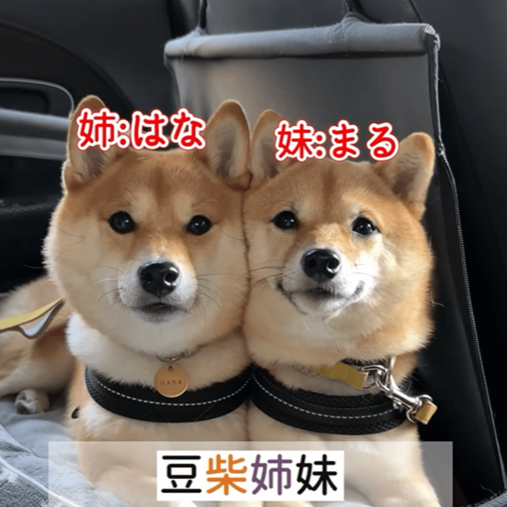 柴犬姉妹のはなちゃんとまるちゃん（＠hanachan_1111さんより提供）