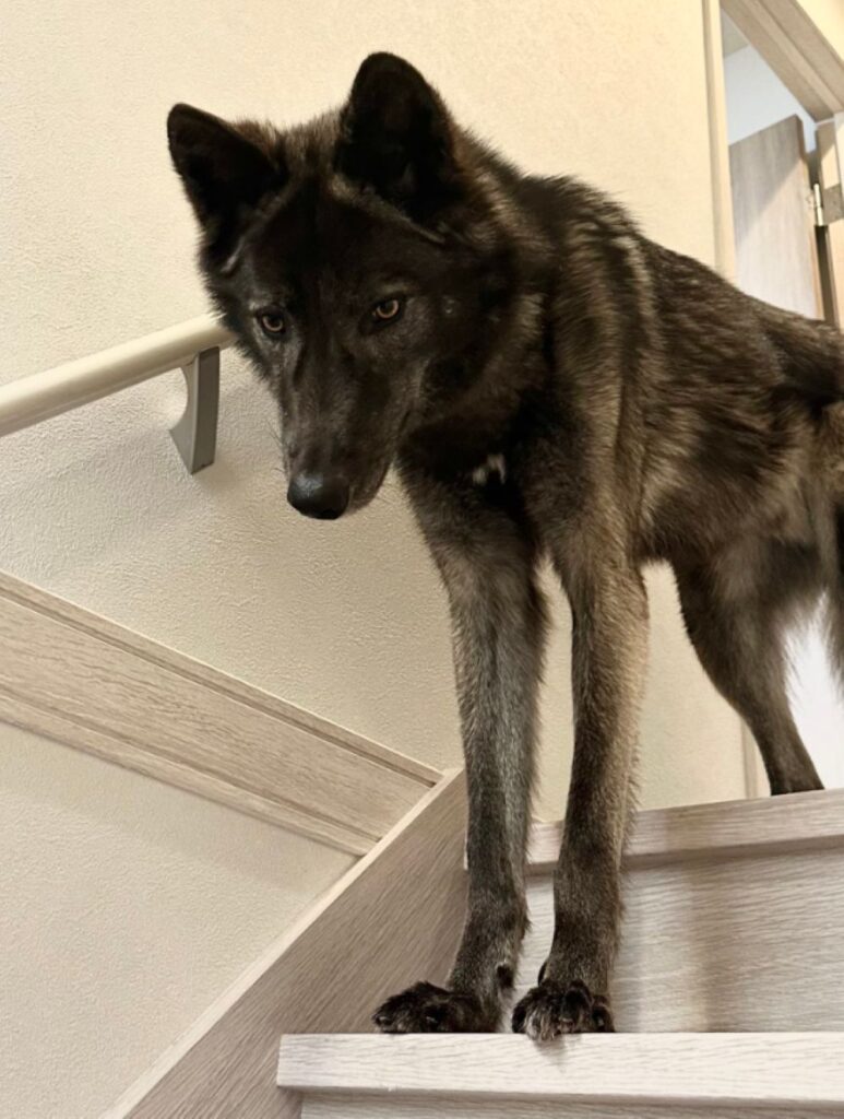 1歳半（@blackashwolfdogさんより提供）