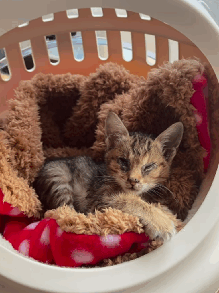 【実際の写真5枚】　数ヶ月後の様子