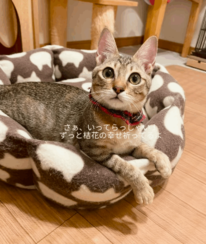 桔花ちゃん、幸せになってね（＠akubi_cigarさんより提供）