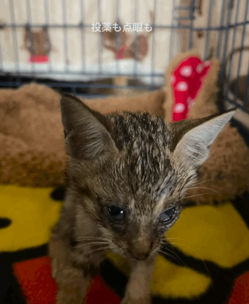 投薬も点眼も強制給餌頑張った桔花ちゃん（＠akubi_cigarさんより提供）