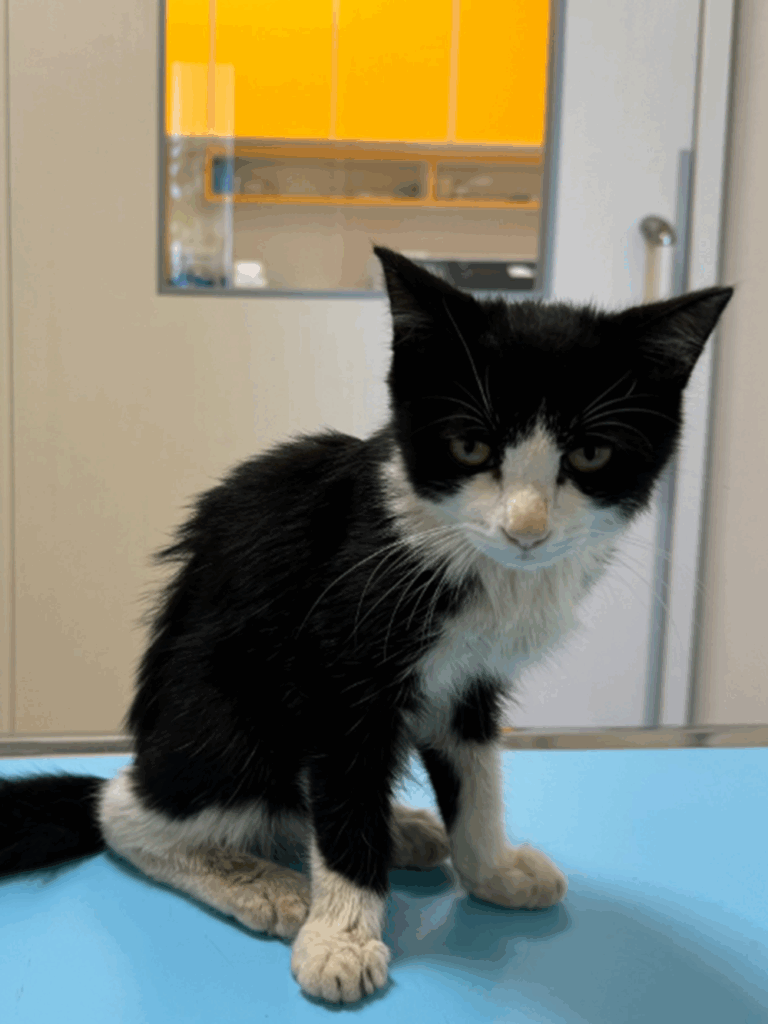 保護されたときのごろくん（@necobokkoさんより提供）