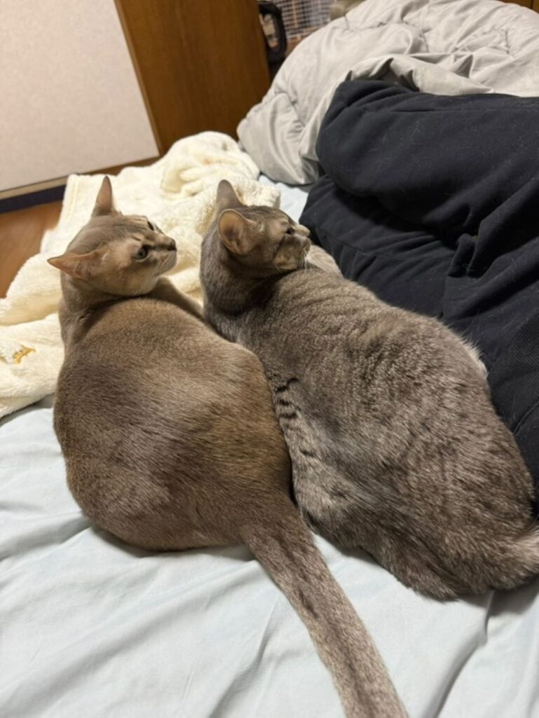 飼い主さんの横で先住猫ちゃんとくつろぐ様子（＠narunaru0424さんより提供）