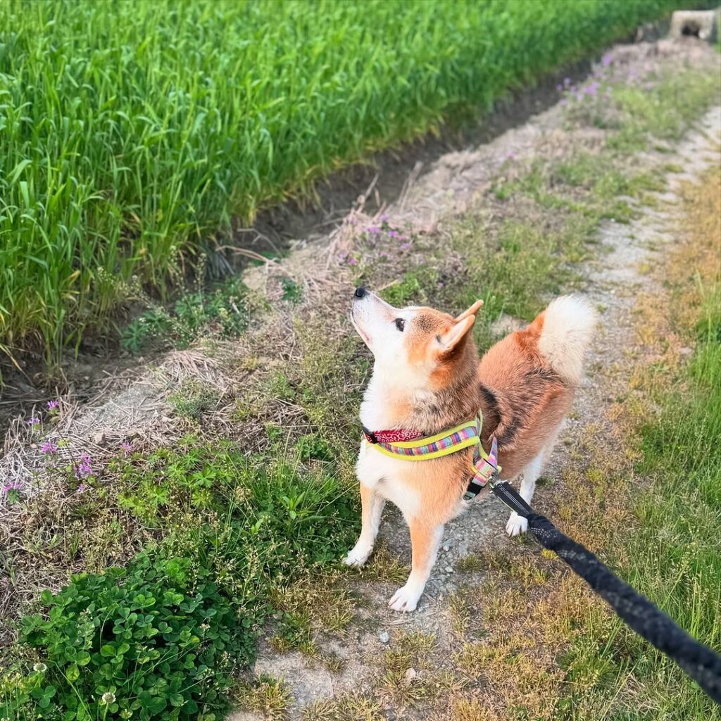 お散歩の様子②（＠haruharu040777さんより提供）