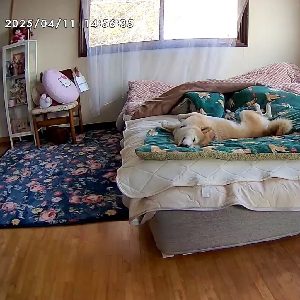 【実際の写真5枚】　ママが見た光景