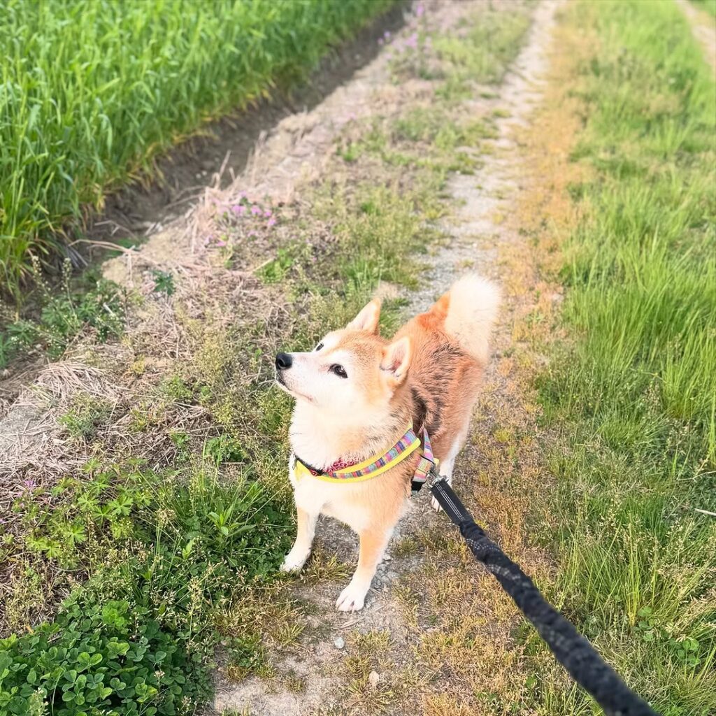 お散歩の様子①（＠haruharu040777さんより提供）