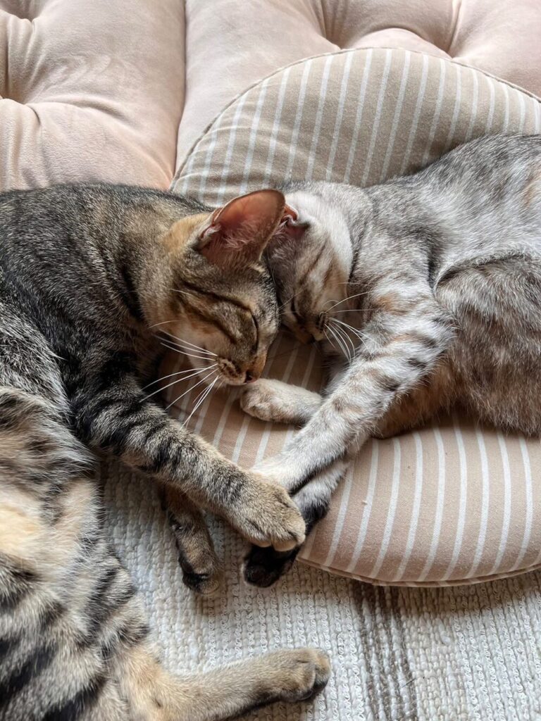 手をつないでいるかのよう（@momemama0328さんより提供）