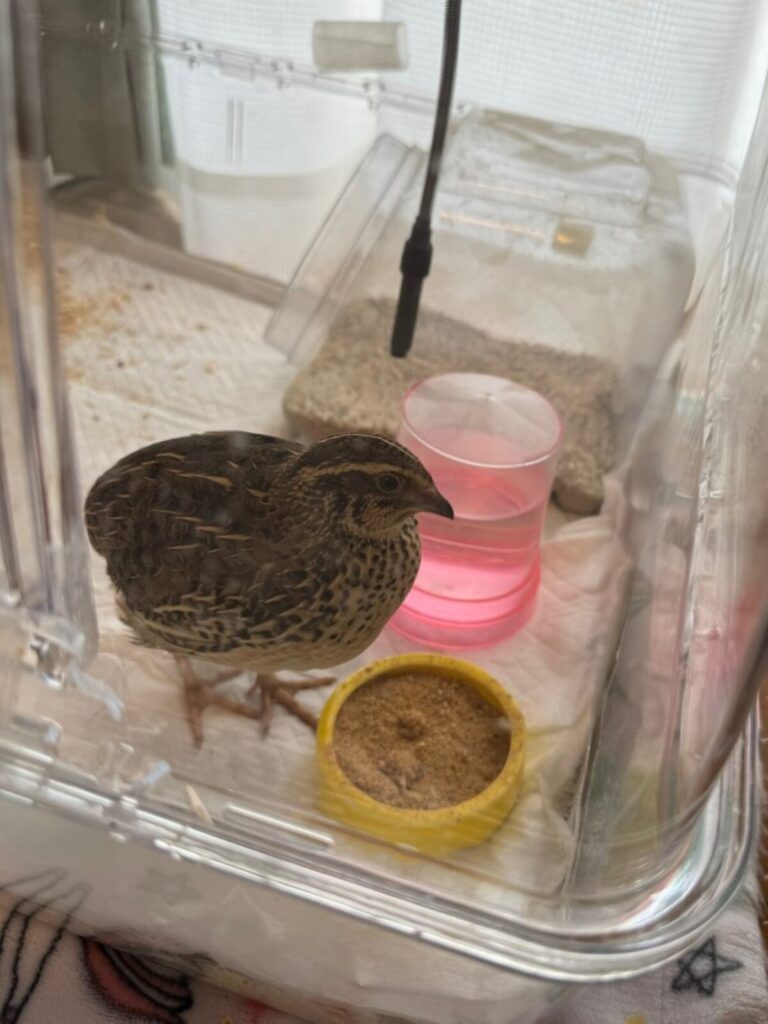 最近のうじゅちゃん（＠juupiiiiiiiさんより提供）