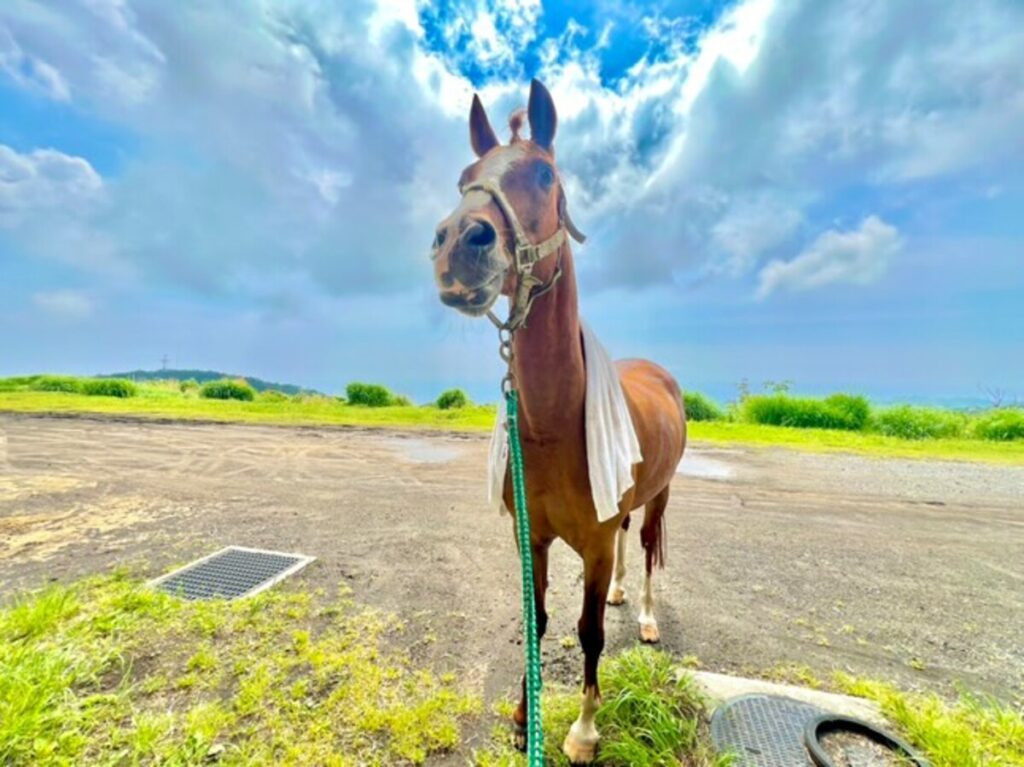 普段のムーンくん（@misaki_nagatsuさんより提供）