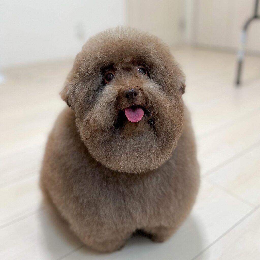 モコモコのちろるちゃん（@__mohu_cさんより提供）