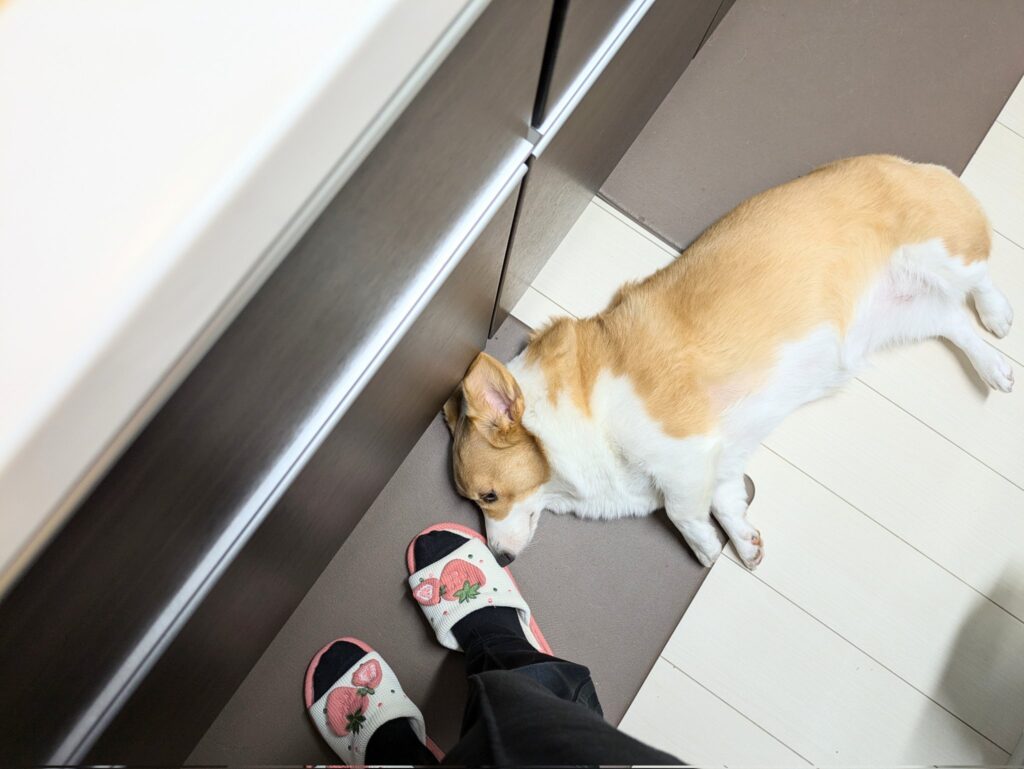 足元で寝転ぶ姿（@komachiaya_さんより提供）