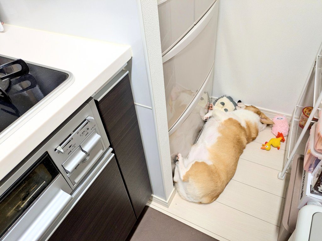 【実際の写真5枚】　飼い主さんが見た光景