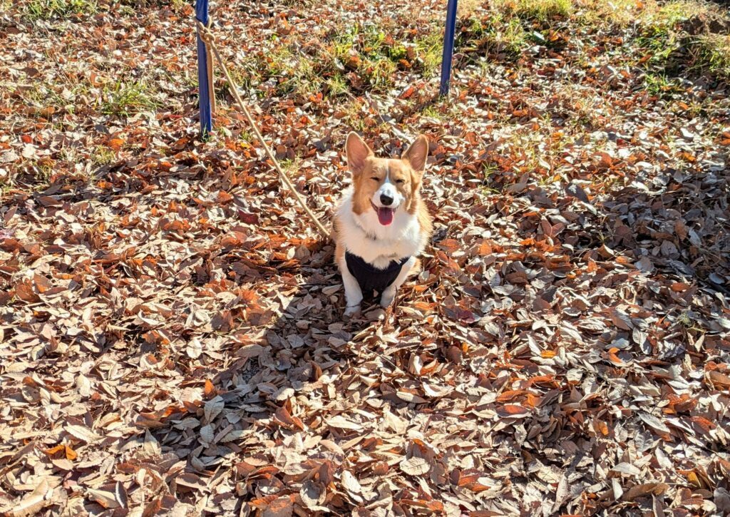 落ち葉の中で（@komachiaya_さんより提供）