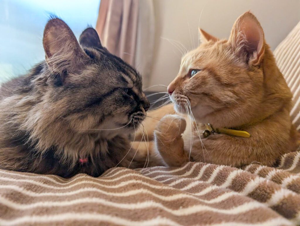 【実際の写真5枚】　飼い主さんが見た光景