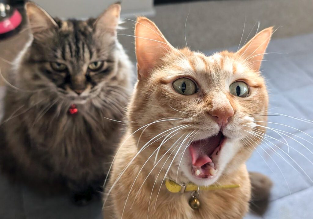 口を開けるぷりんちゃん（@purinlalaさんより提供） – ほ・と