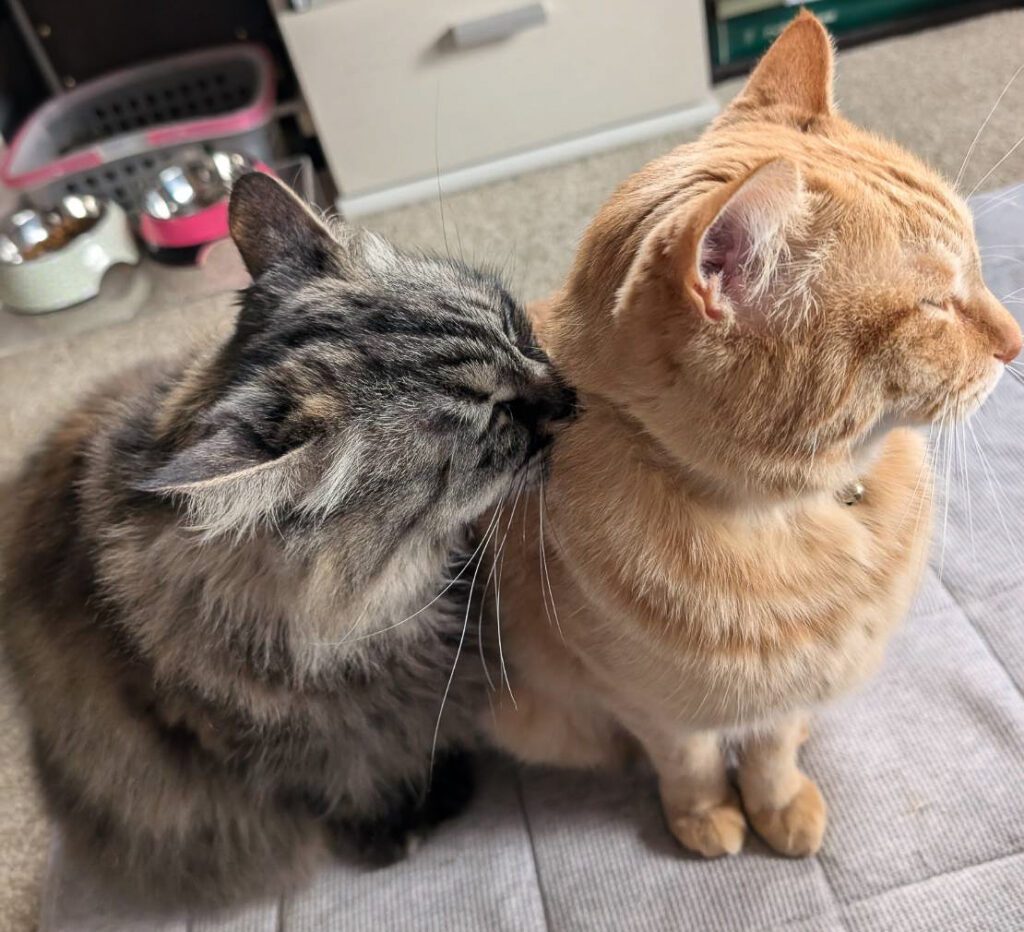 くっつく2匹（@purinlalaさんより提供）