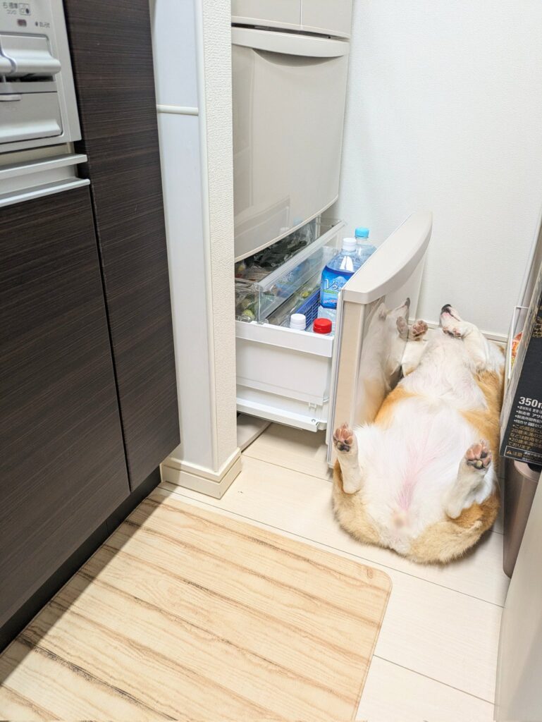冷蔵庫の扉が開いてもおかまいなし（@komachiaya_さんより提供）