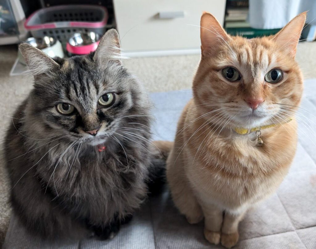 ララちゃんとぷりんちゃん（@purinlalaさんより提供）