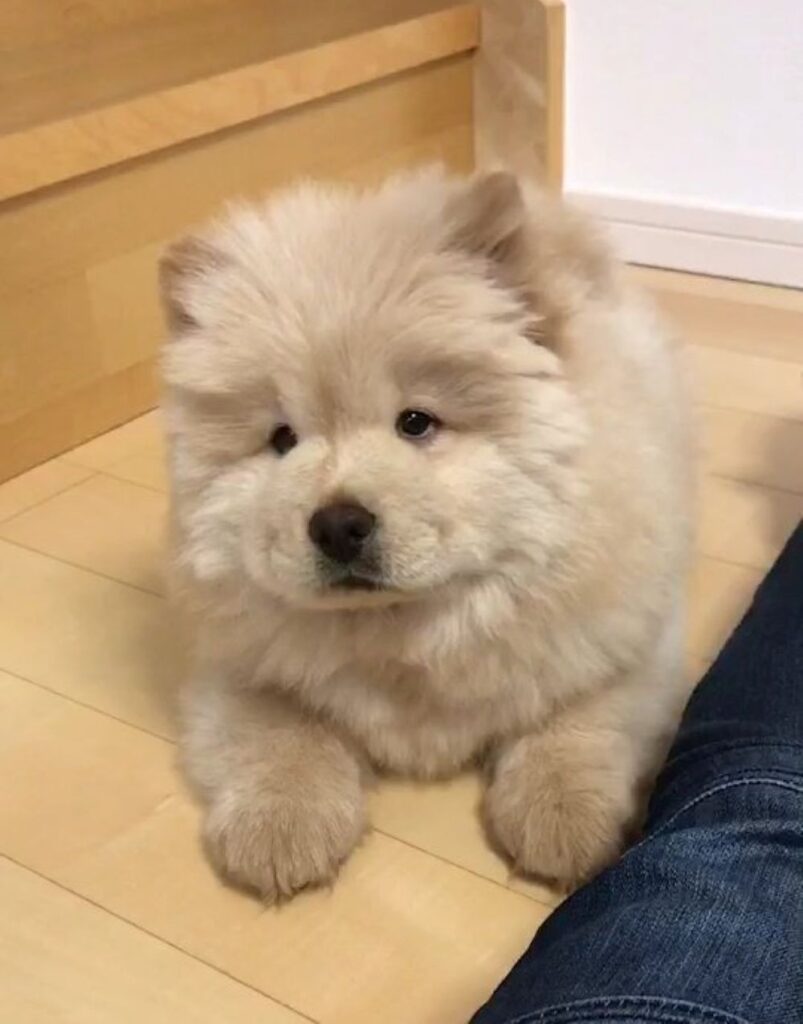 生後2ヶ月のくり蔵くん（@kurizo_chowさんより提供）