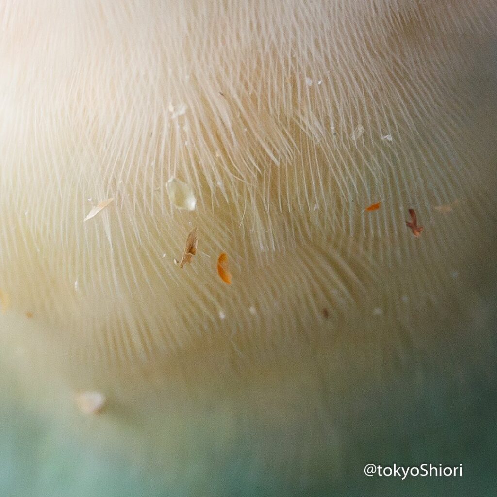 胸におやつのくずをつけたしおりちゃん（@tokyoshioriさんより提供）