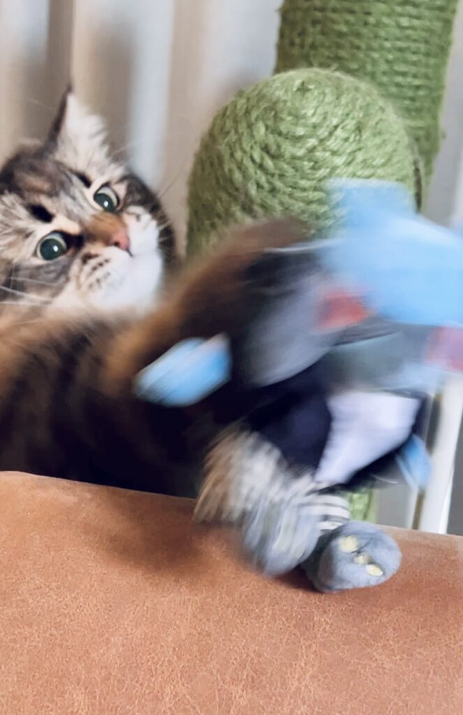 猫パンチするヤマネコくん（@ymnc_rfさんより提供）